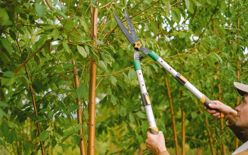 Tree trimming in Courtland, VA