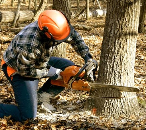 Tree Removal in Courtland, VA